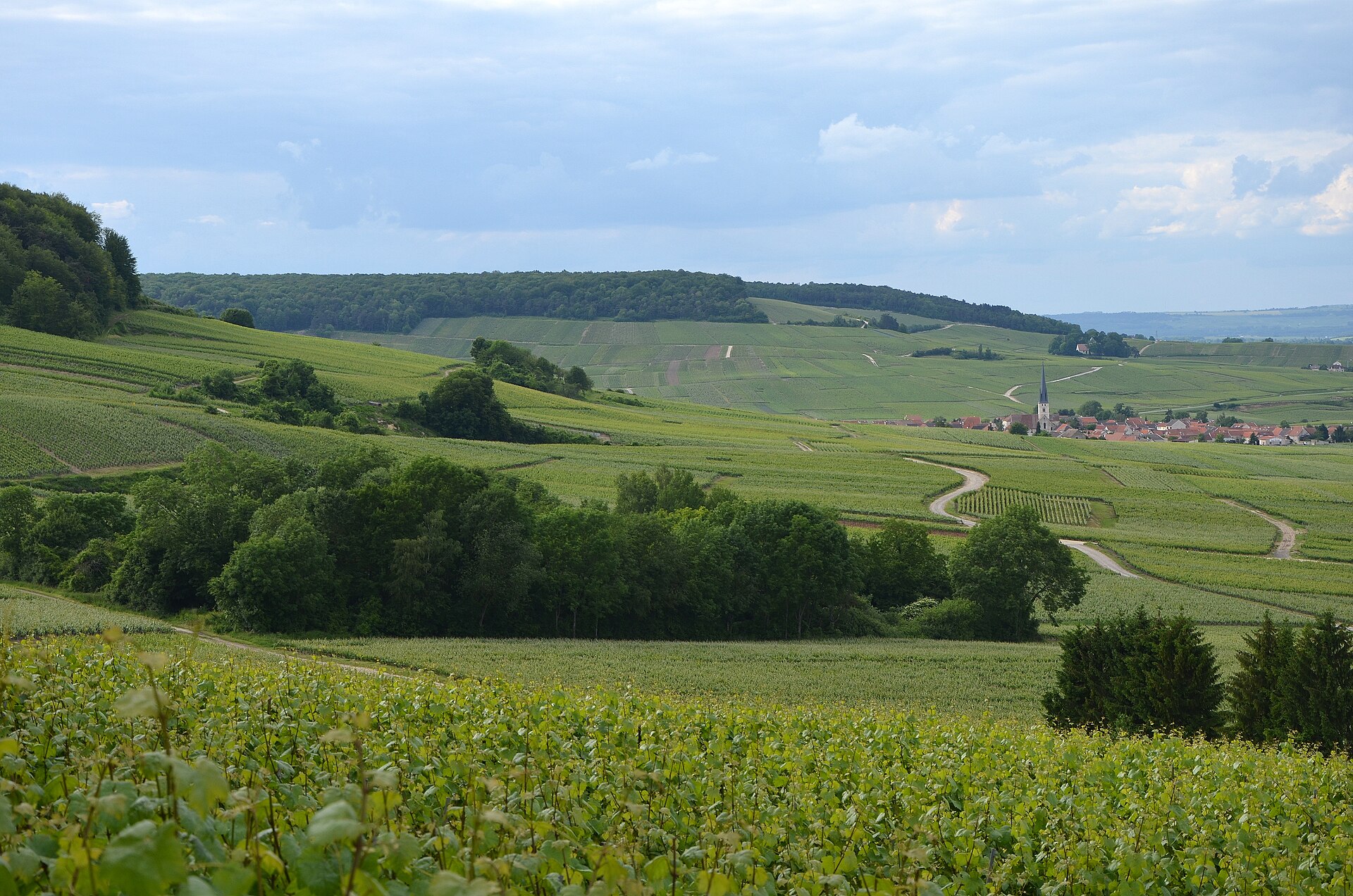 Montagne de Reims